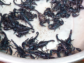 05 Skun - Spider market - Scorpioni in un vassoio