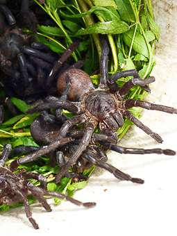 07 Skun - Spider market - Tarantole in un secchio