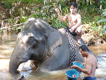 16 Banlung - Katieng - Elefane al bagno