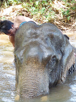 17 Banlung - Katieng - Elefante al bagno