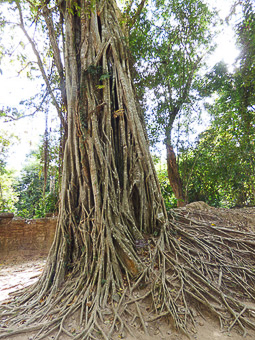 35 Siem Reap - Ta Som - All'interno, un albero Lagerstroemia  Calyculata