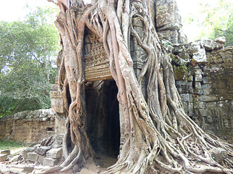 36 Siem Reap - Ta Som - Recinto fagocitato da un Kapok