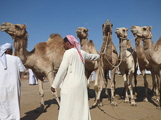 28 Al Ain - Al mercato dei cammelli più grande della penisola arabica